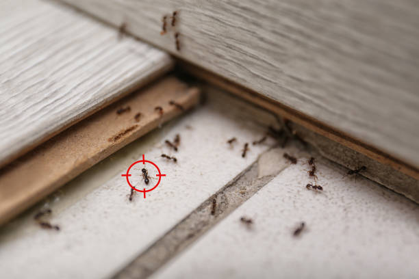 Best Bed Bug Extermination  in Lockport, NY