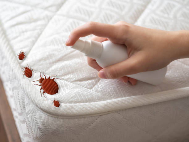 Best Wasp Removal Services  in Lockport, NY