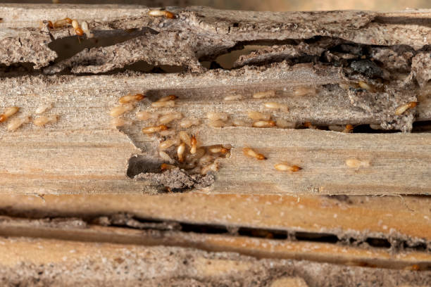 Best Ant Control Services  in Lockport, NY