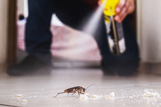 Best Wasp Removal Services  in Lockport, NY