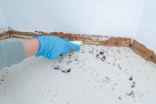 Best Bed Bug Extermination  in Lockport, NY